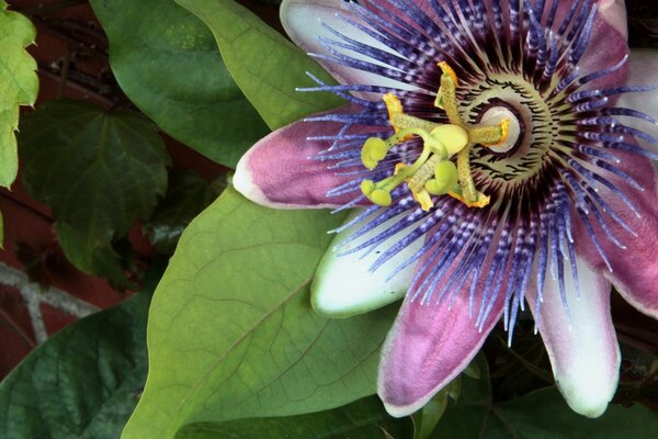 Flor púrpura de la primavera