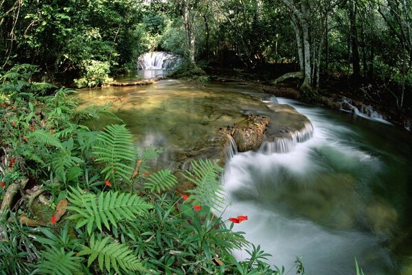 Flusso d acqua sullo sfondo della natura vergine