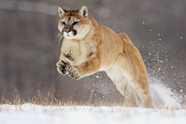 Wild cat in the snowy expanses