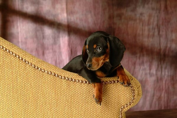 El perro sostiene la pose como en el retrato