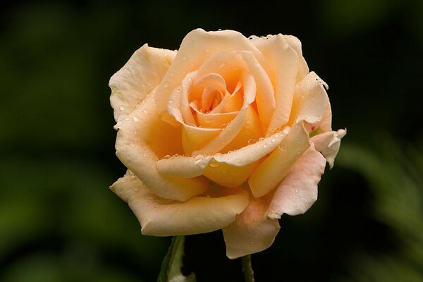 Flor de rosa encantadora con gotas de rocío