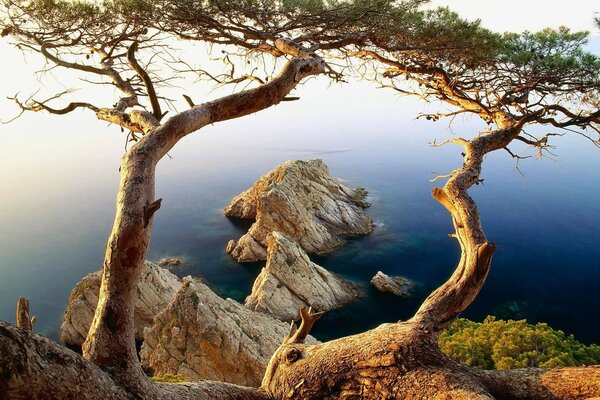 Occhio blu del Lago incorniciato da alberi come ciglia