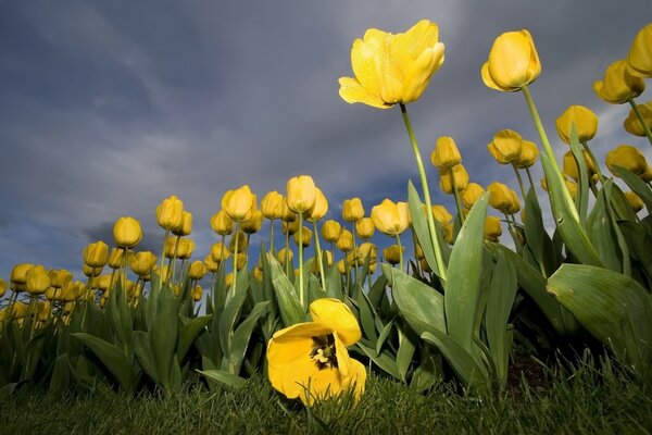 Yellow tulips against the sky