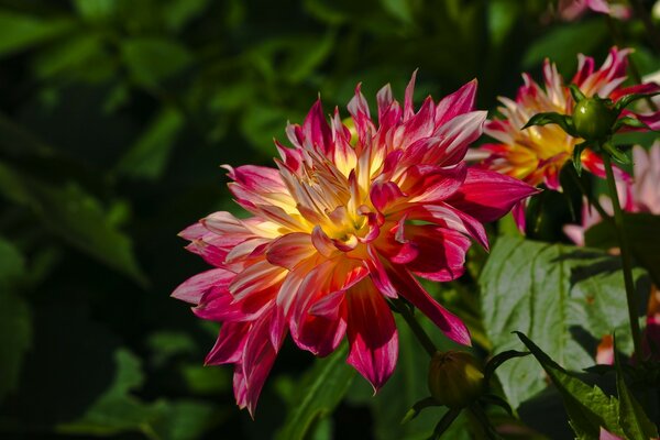 A pink flower bloomed in the garden