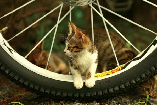 Gattino sveglio si siede in una ruota di bicicletta