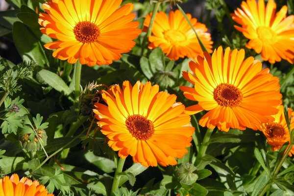 Beaux gerberas. Peintures de ruban de nature