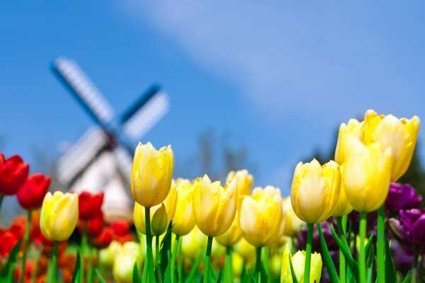 Piękne kolorowe tulipany w naturze