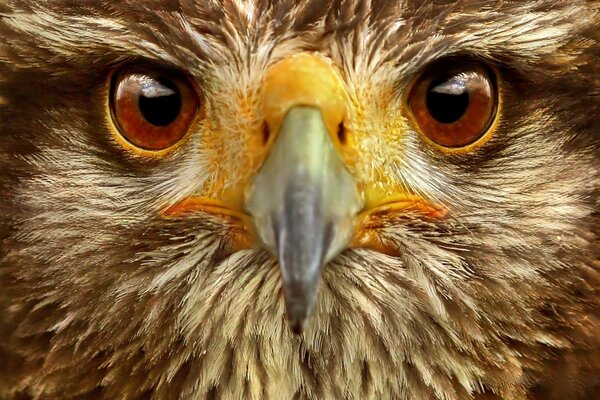 Aigle gros plan visage