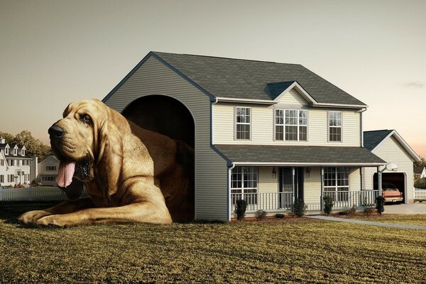 Un chien traîne une maison