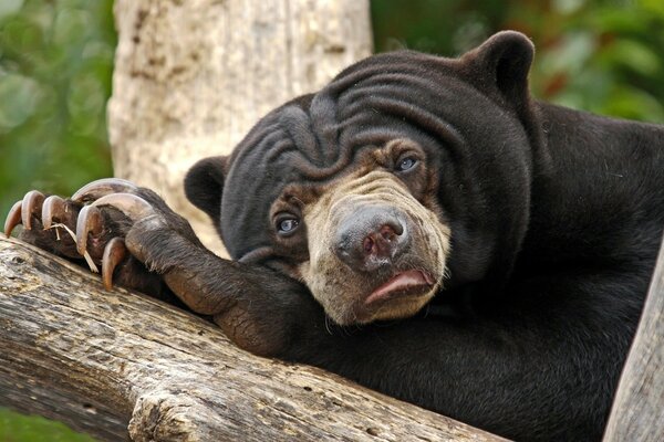 Wild animal on a tree with claws