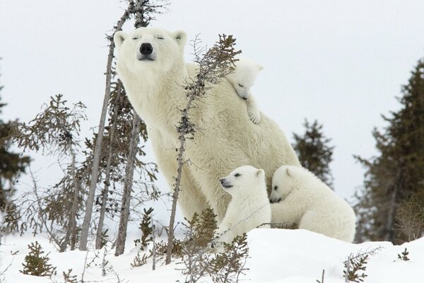 Feliz familia oso polar