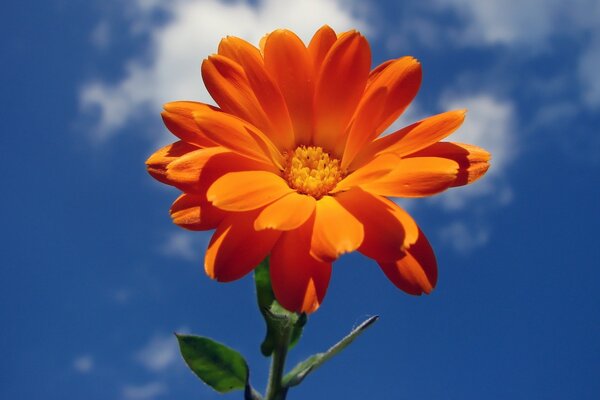 Orange flower on the sky background