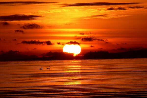 Zwei Schwäne bei schönem Sonnenuntergang