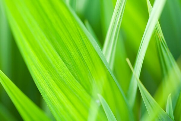 Green leaves diagonally in the sun