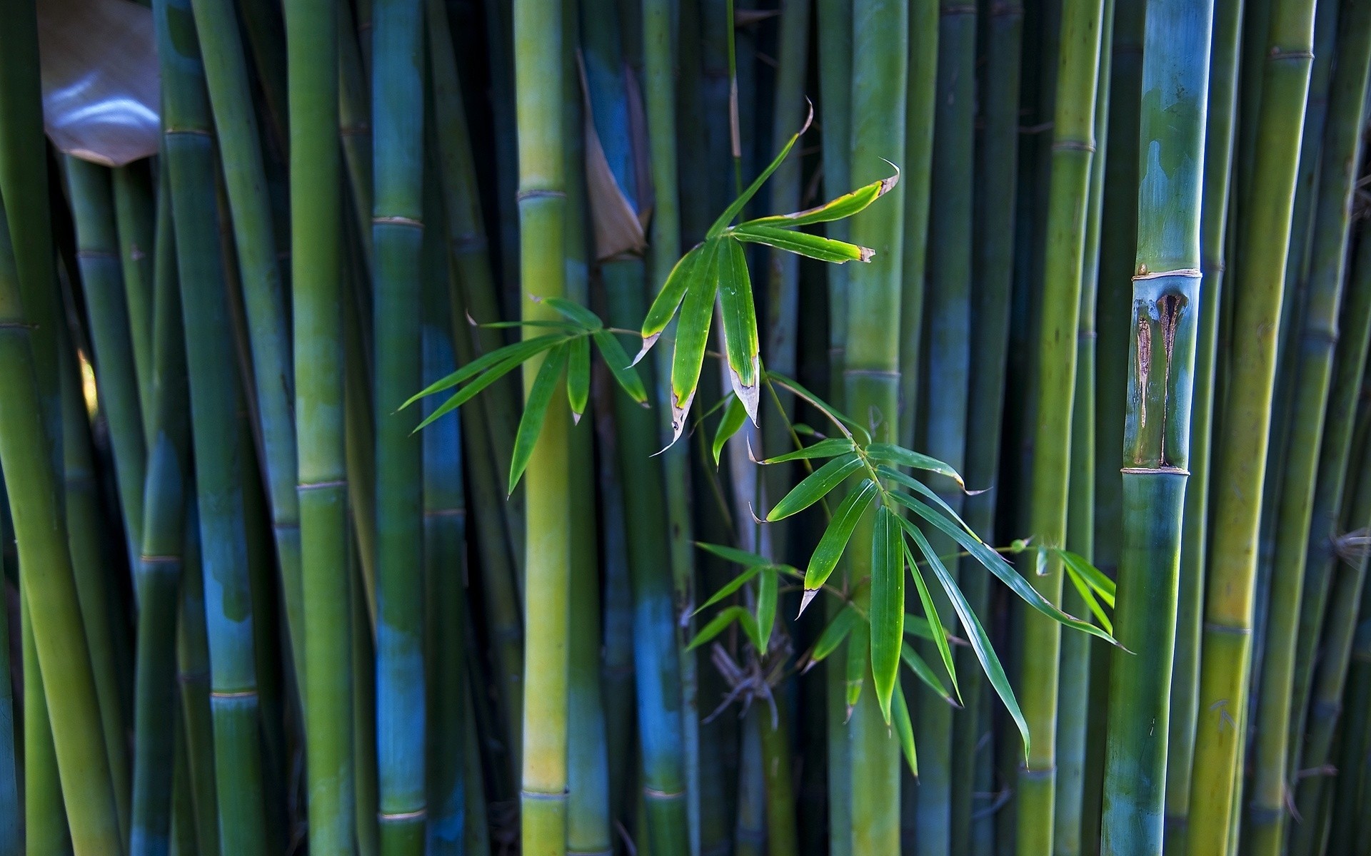 plants bamboo leaf growth flora nature garden zen tropical lush husk environment summer tree freshness botanical desktop color jungle outdoors