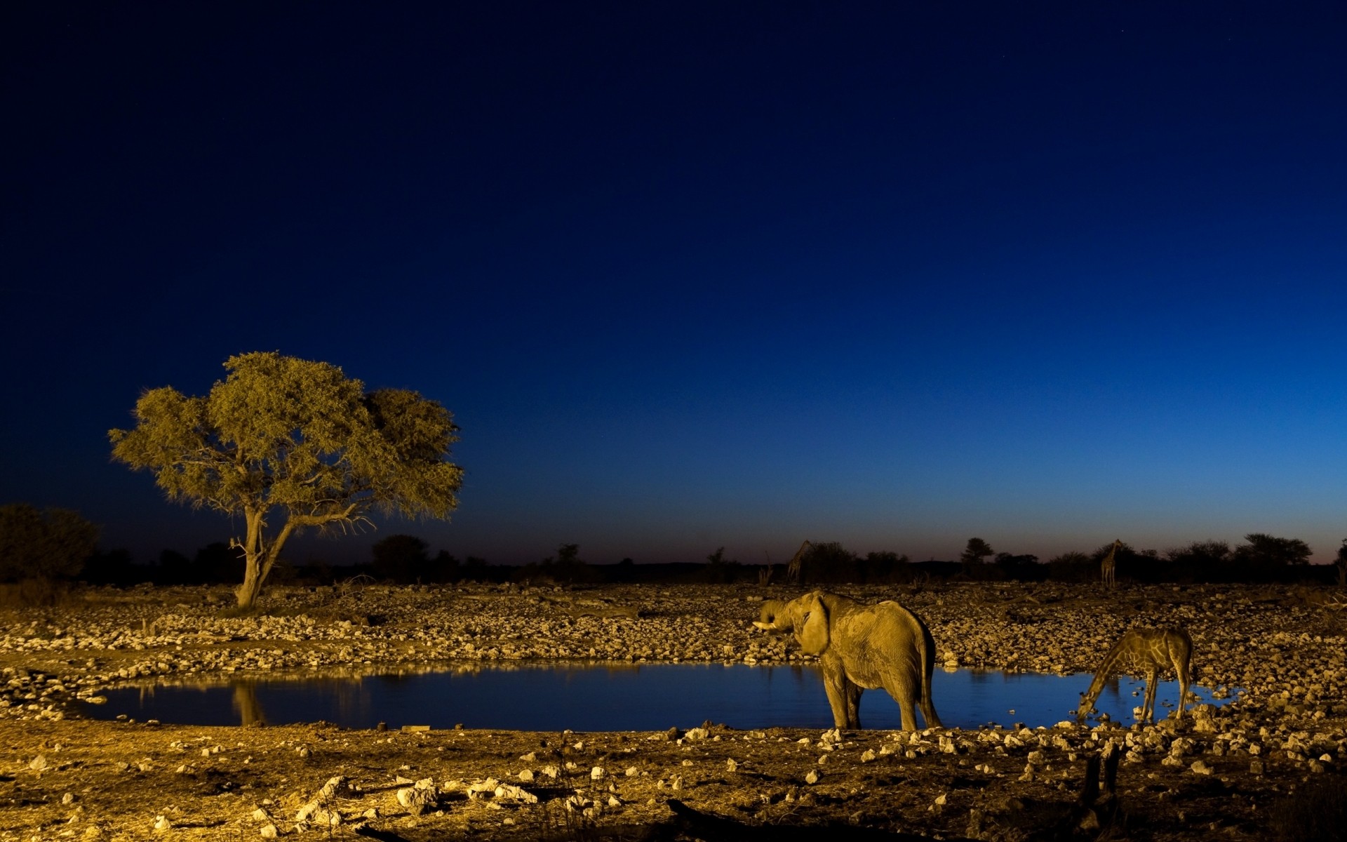 animaux coucher de soleil désert aube ciel paysage soir aride à l extérieur crépuscule nature voyage stérile sec soleil éléphant