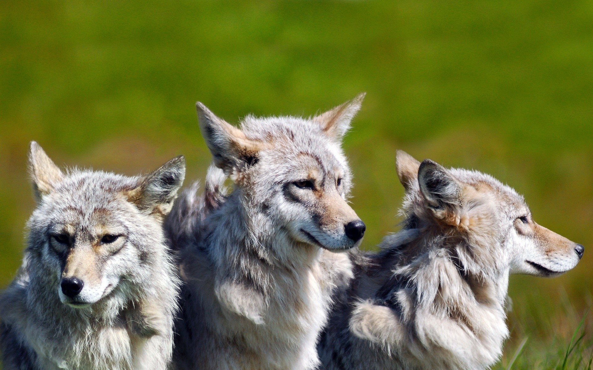 animais mamífero vida selvagem lobo animal selvagem predador natureza cinegrafista pele jardim zoológico comedor de carne retrato canis visualização fofo cão lobos