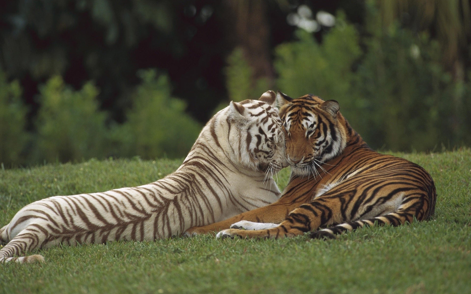 zwierzęta tygrys dzika przyroda kot ssak pasek dziki dżungla zoo myśliwy safari drapieżnik zwierzę agresja natura niebezpieczeństwo duży futro patrząc mięsożerca polowanie tygrysy