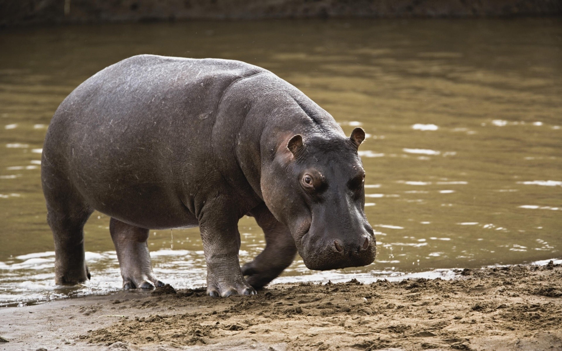 animals mammal wildlife water wild nature animal outdoors zoo danger one hippopotamus