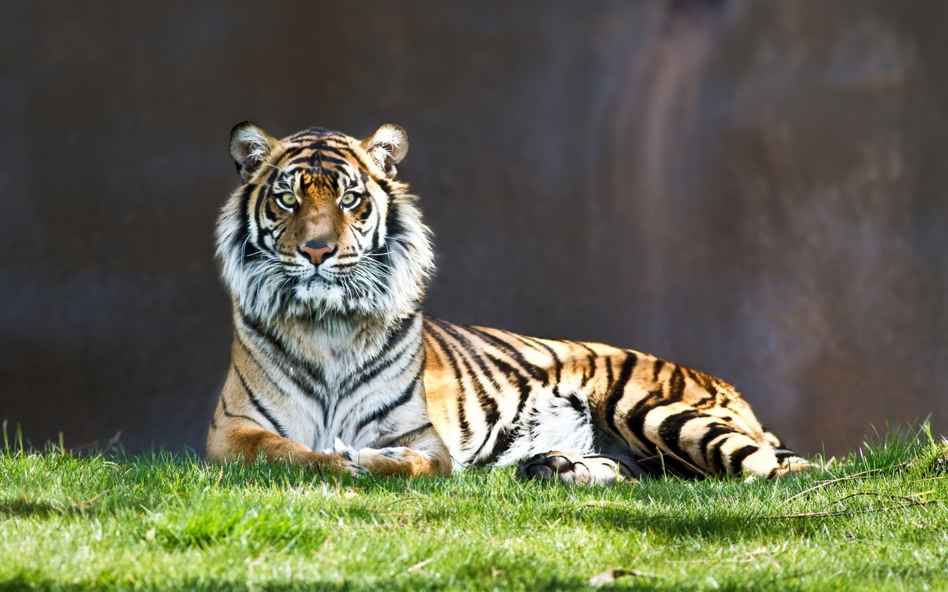 tiere tiger tierwelt katze säugetier tier wild dschungel raubtier jäger fleischesser streifen natur groß zoo safari pelz jagd porträt