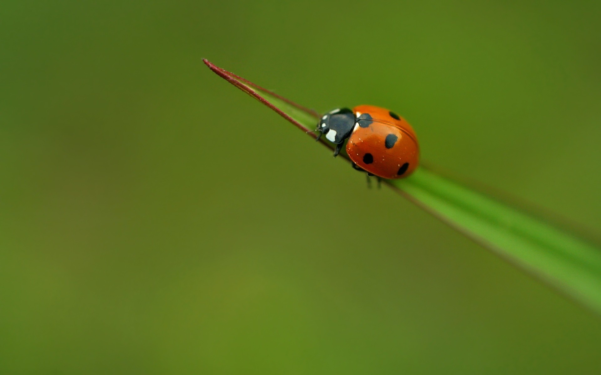 owady biedronka owad chrząszcz małe biologia natura trawa ostrze małe na zewnątrz zoologia