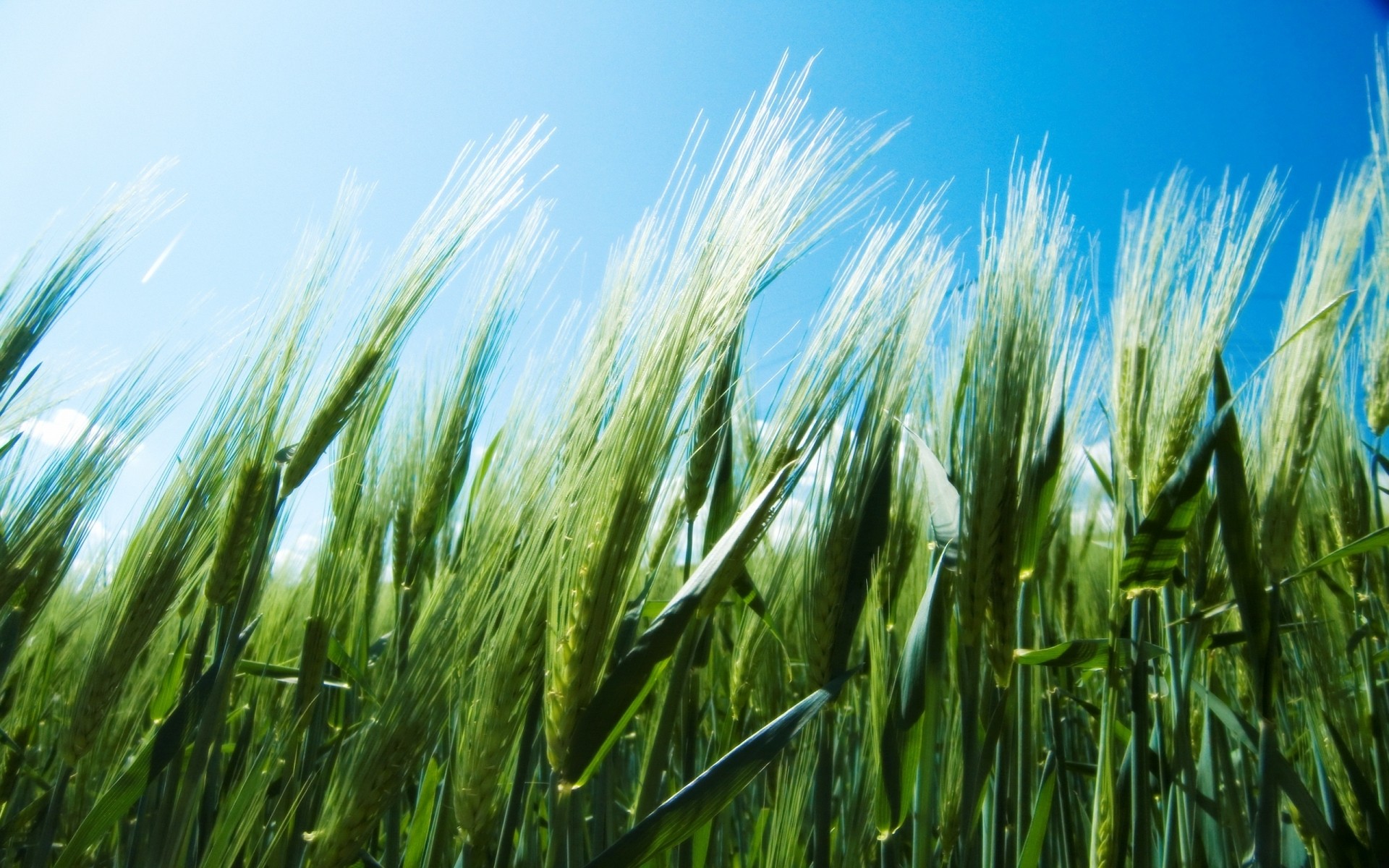 piante pascolo cereali grano rurale crescita raccolto estate fattoria campo agricoltura pane mais sole natura erba campagna paglia terreno agricolo segale