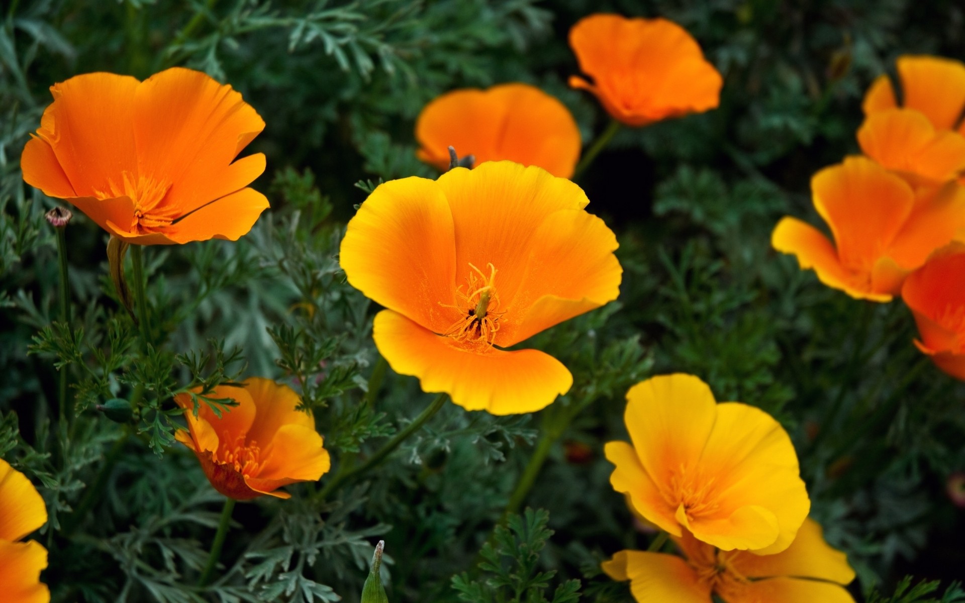 flowers nature flower flora summer leaf garden color bright floral field petal blooming fair weather season grass sun hayfield outdoors