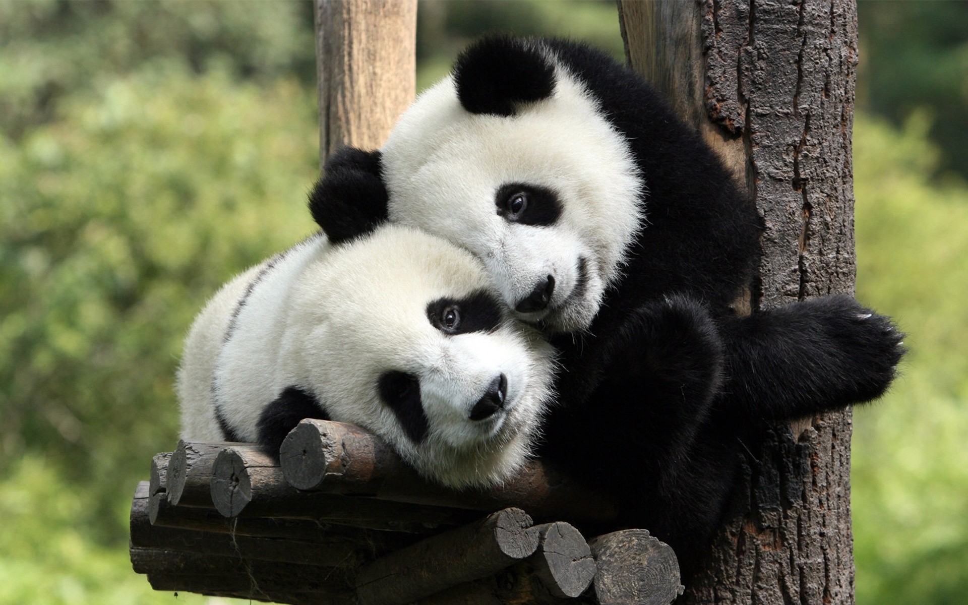 tiere säugetier tierwelt natur holz tier wild zoo niedlich fell baum im freien panda