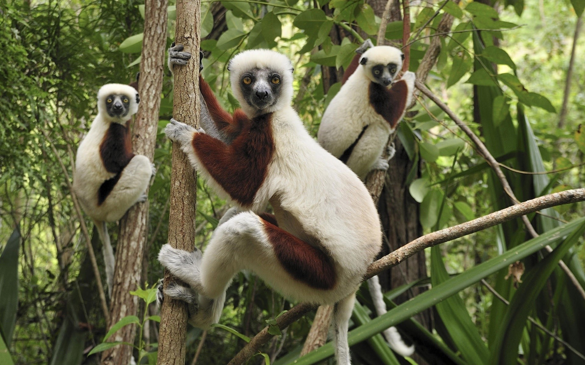 animaux la faune animal la nature sauvage zoo mammifère à l extérieur jungle oiseau mignon bois singe arbre singe