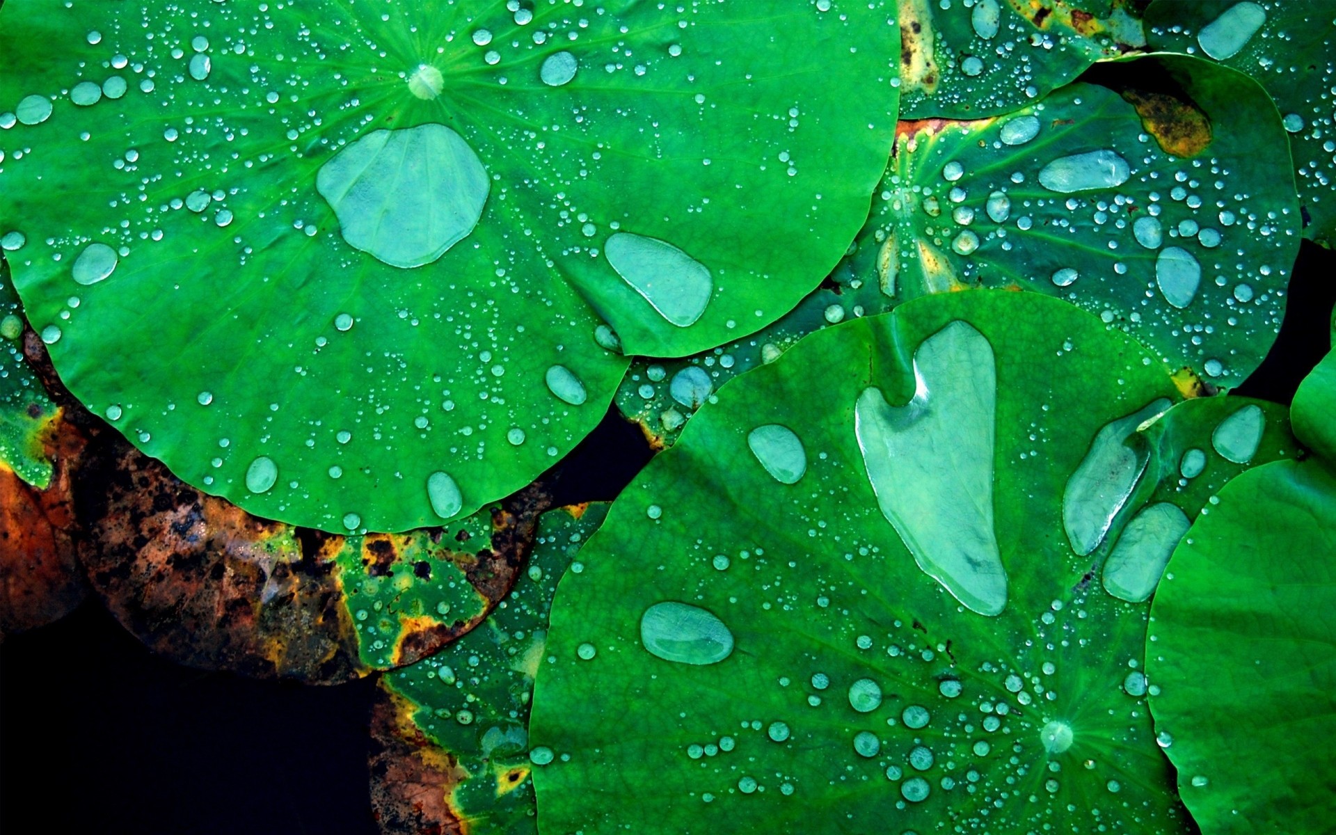 plants leaf drop rain dew flora wet nature garden water desktop abstract droplet flower color summer environment texture bright