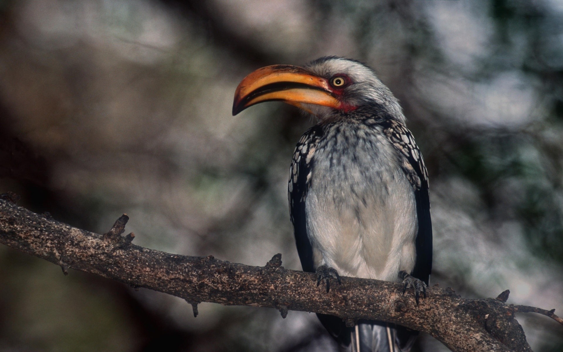 kuşlar kuş yaban hayatı doğa avian vahşi hayvan açık havada gaga