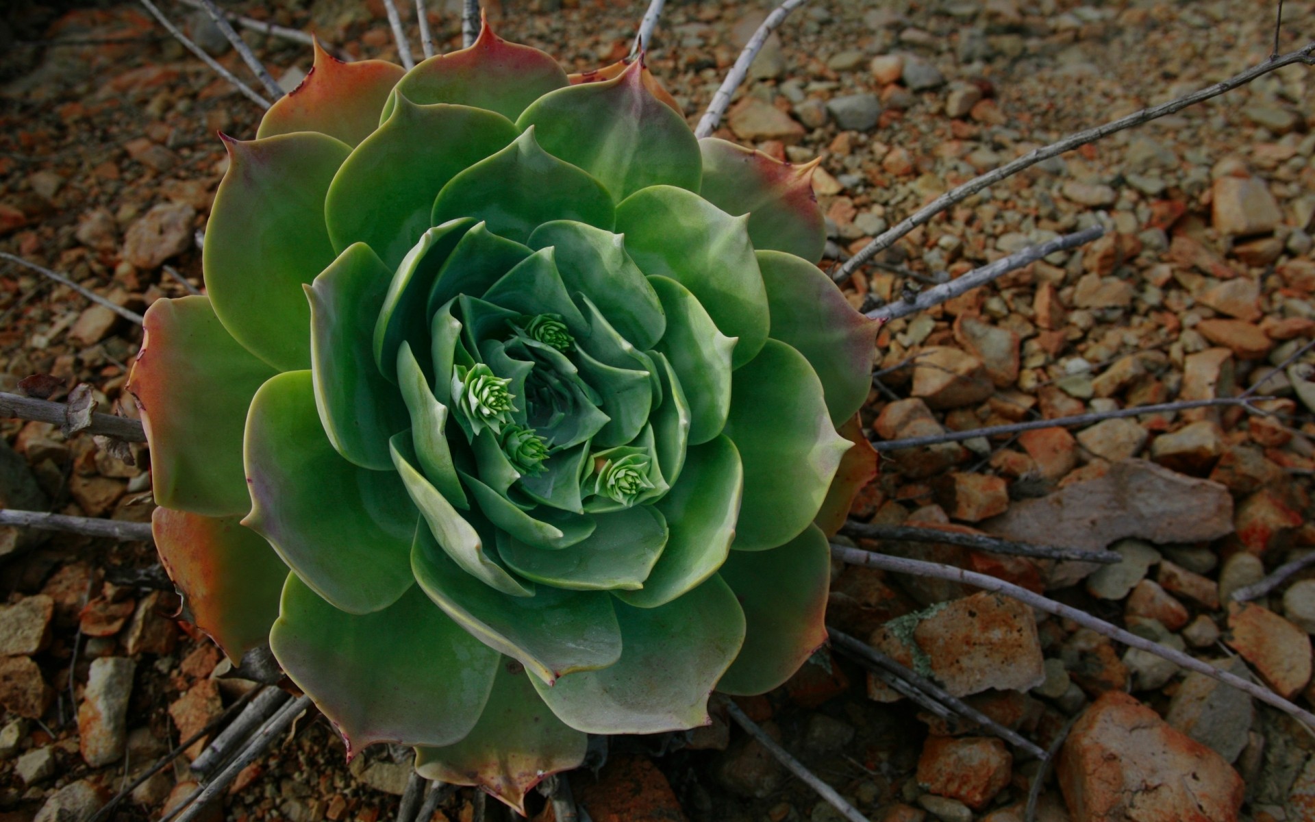 plantes nature flore feuille cactus jardin fleur bureau couleur succulent gros plan à l extérieur modèle