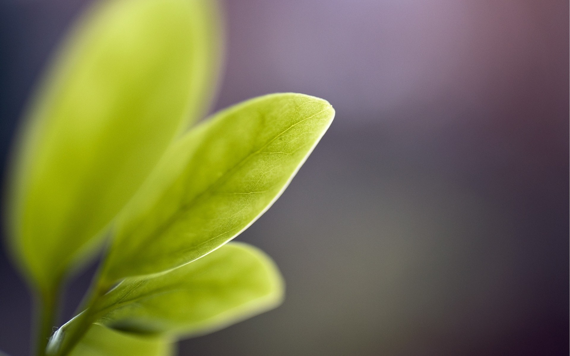 plantas folha natureza crescimento flora borrão dof chuva verão orvalho jardim brilhante