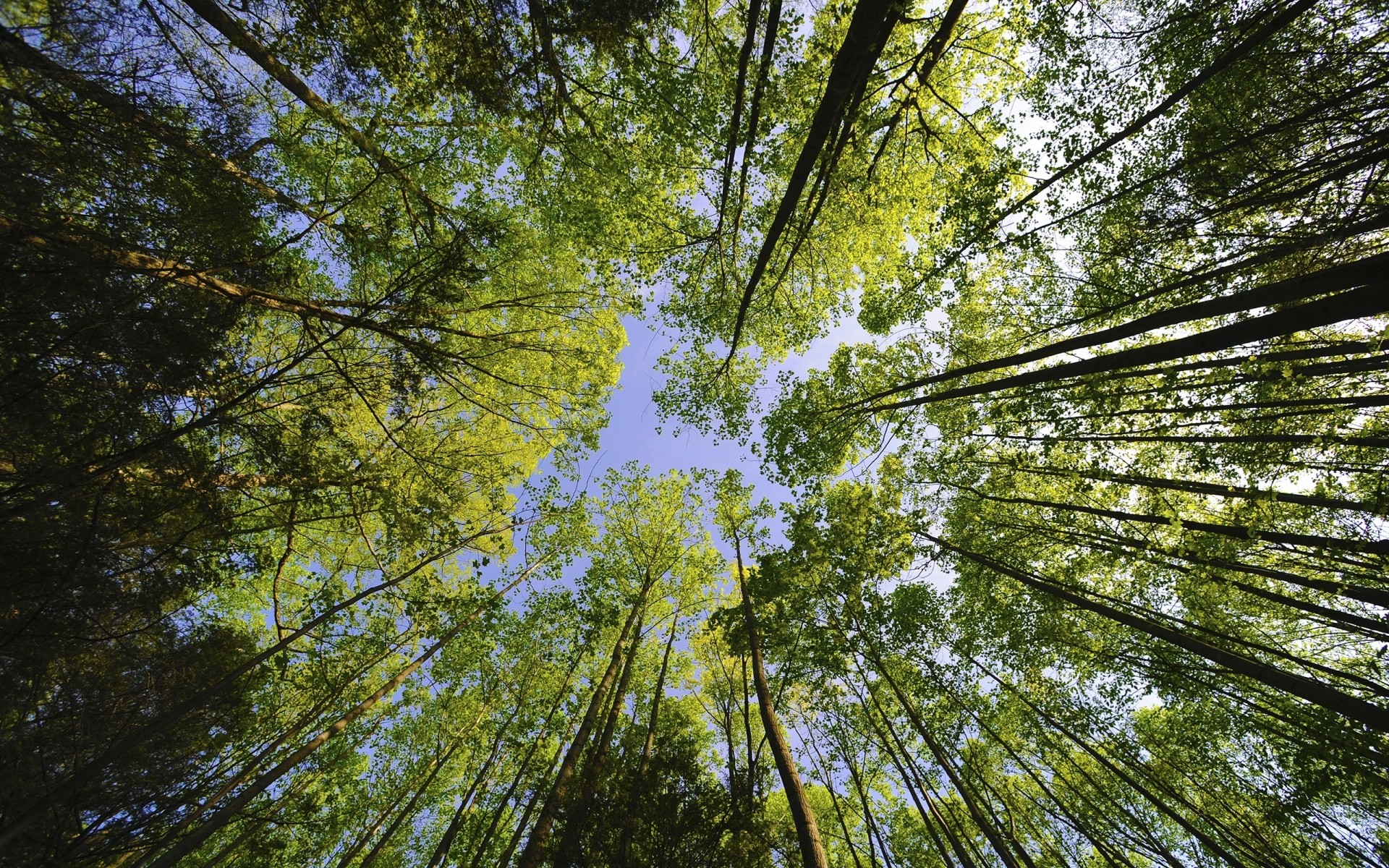 pflanzen holz natur baum park blatt umwelt landschaft zweig gutes wetter dämmerung kofferraum sonne jahreszeit üppig wachstum sonnig hell szene flora guide