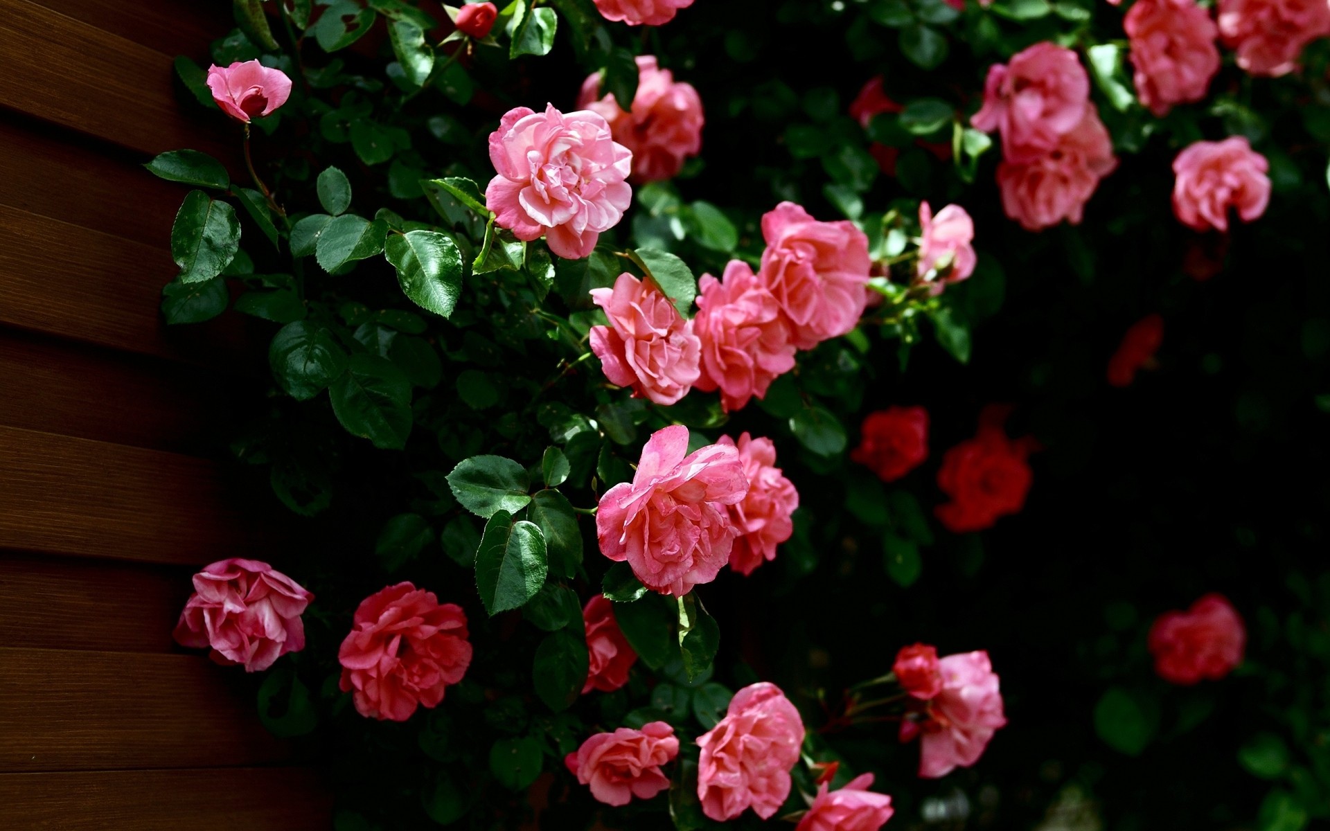 flores flor jardín hoja flora naturaleza rosa verano floral bluming pétalo crecimiento decoración color