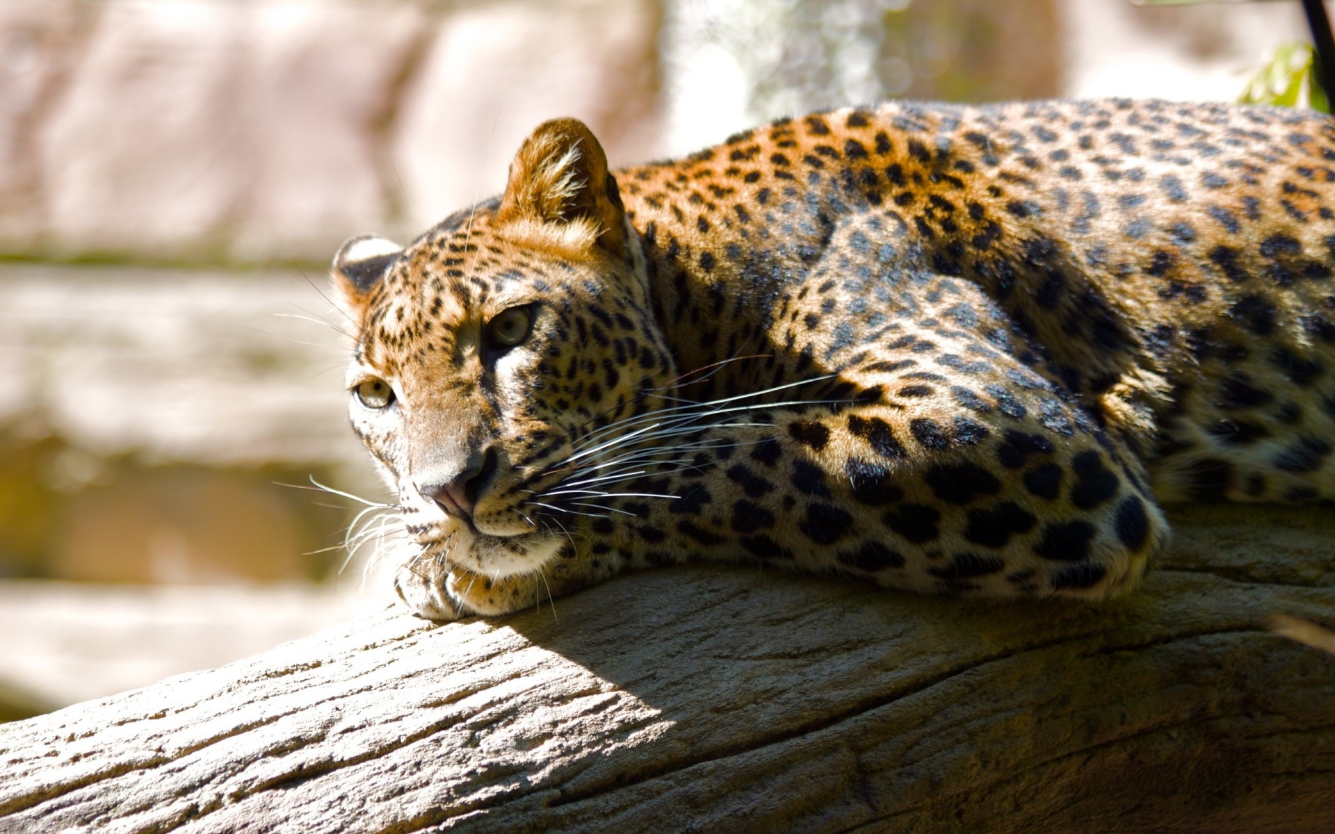 tiere katze tierwelt säugetier raubtier zoo tier leopard natur fleischesser wild jäger pelz safari gefahr groß porträt