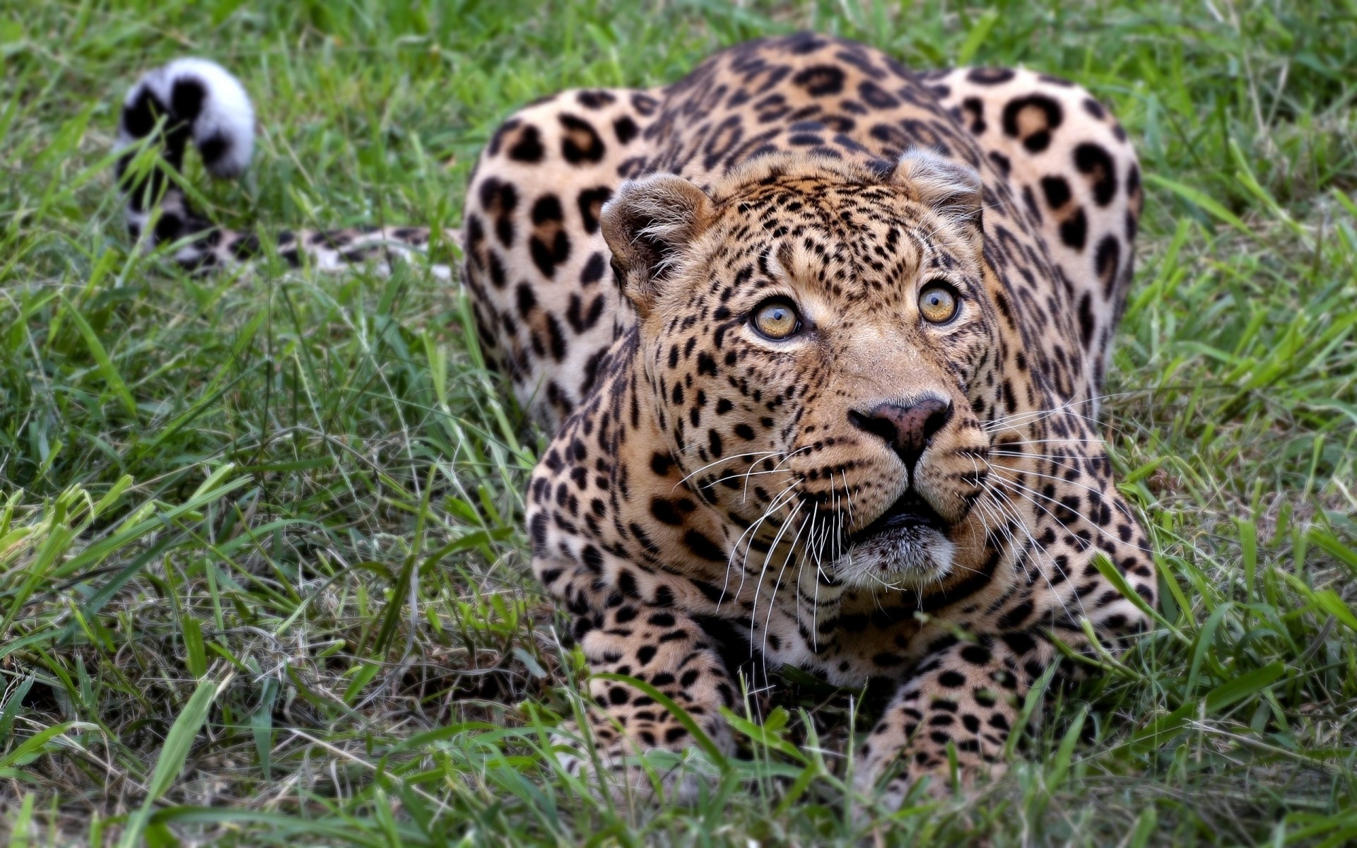 animaux faune mammifère chat animal mangeur de viande léopard sauvage prédateur safari nature chasseur danger