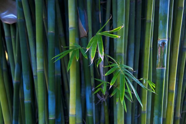 Feuilles vertes de fourrés de bambou