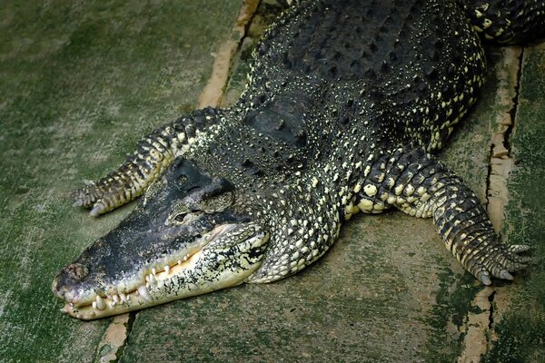 Der zähneknirschende Krokrdil ist auf der Suche nach Beute rausgekommen