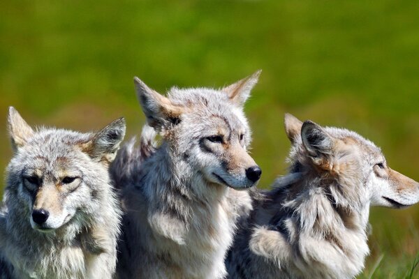 Three young gray wolves