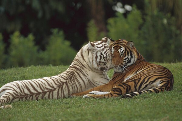 TWO TIGERS ARE RESTING AGAINST THE BACKGROUND OF WILD NATURE