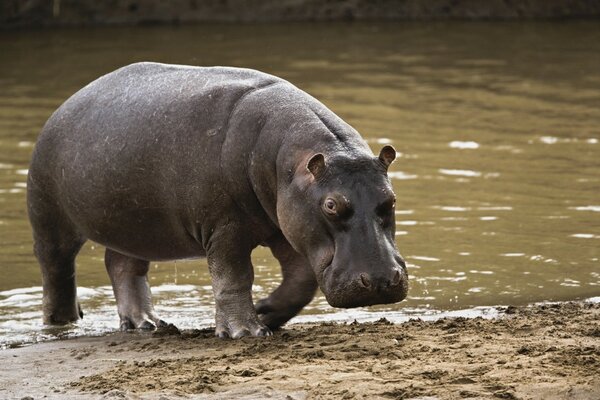 Hippopotame sort de l eau sale