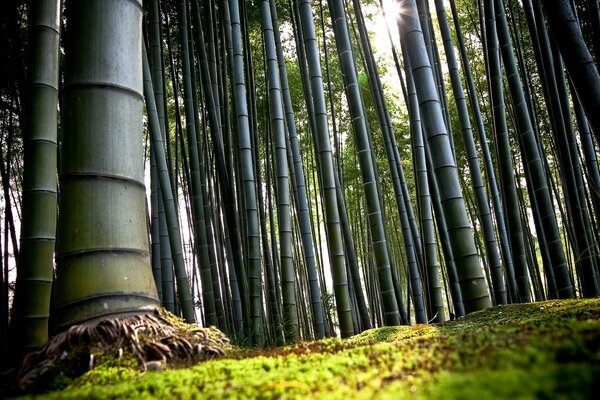 Bambu Grove grandes plantas