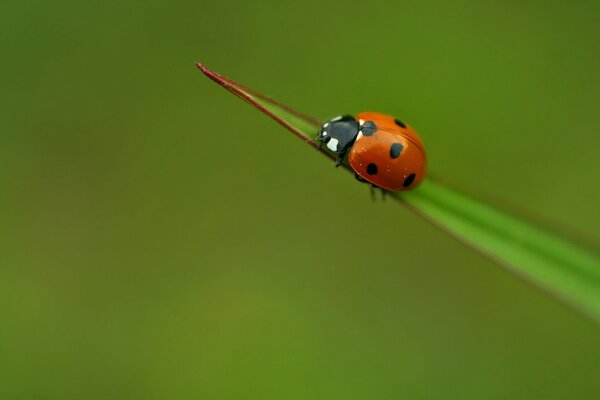 Coccinelle sur l herbe verte