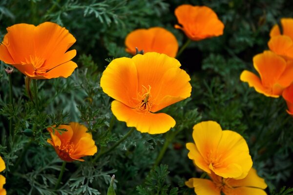 Viele orangefarbene Blüten im Grün