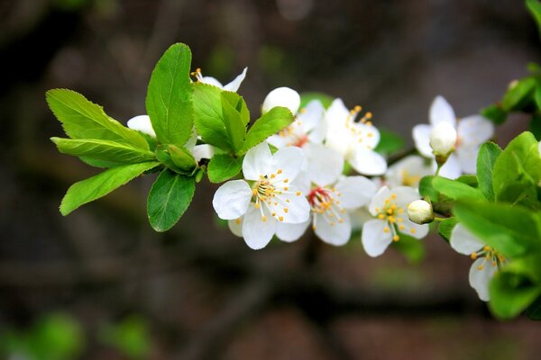 Apple trees in bloom in my sight