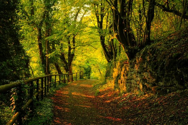 The landscape of an autumn path in the forest