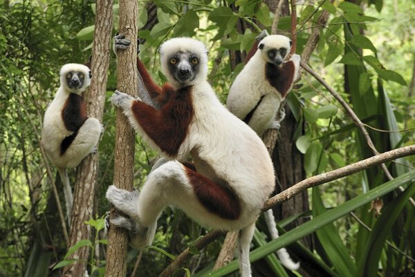 Animales salvajes en un árbol en el bosque