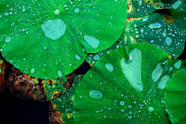 Rain gathers on the leaves