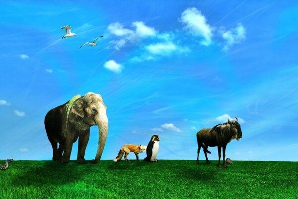 The impossible is possible a herd of elephant penguin bison and fox, sur